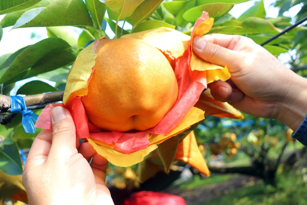 梨の収穫時期画像